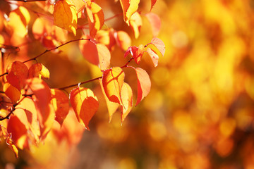 Beautiful autumn background