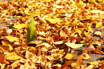 Beautiful autumn leaves