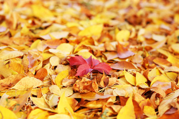 Beautiful autumn leaves