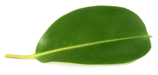 Green leaf of Rubber plant