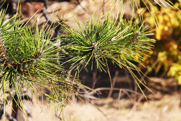 Beautiful tree twigs, outdoors