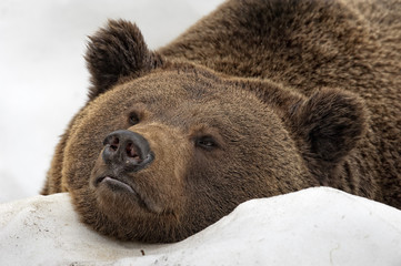 bear brown grizzly portrait in the snow