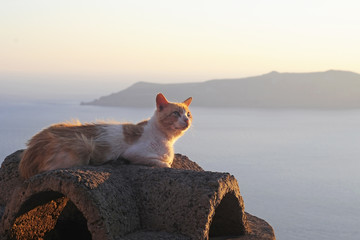 Cat near the sea at sunset - obrazy, fototapety, plakaty