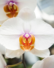 Fototapeta na wymiar White Orchid flower close up