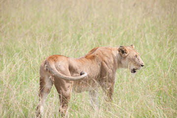 lion