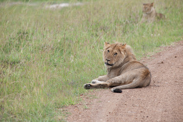 lion