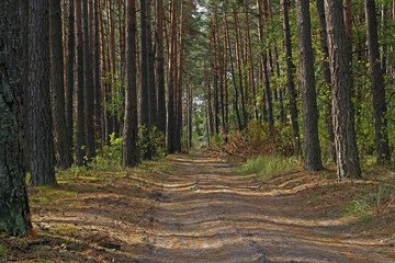 forest road