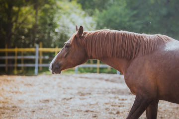 horse, horse's neck, the horse in the summer, horse chestnut
