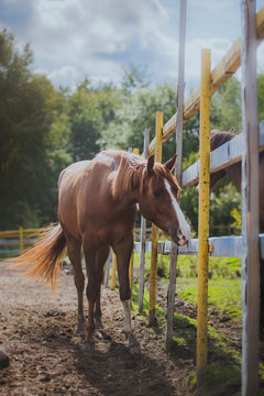 horse, horse's neck, the horse in the summer, horse chestnut