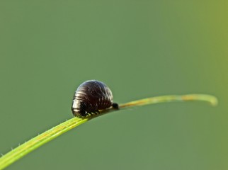 Larve des Regenbogen-Blattkäfers (Chrysolina cerealis) © Schmutzler-Schaub