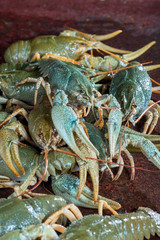 Heap live crayfish