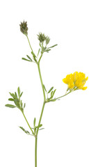 flower lucerne