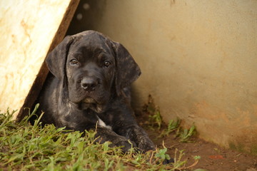 cane corso