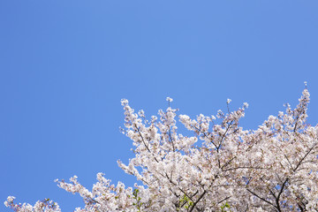 春の桜
