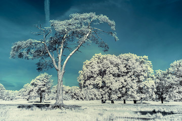 landscape in the infrared - 71892828