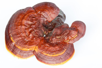 Ganoderma Lucidum isolated on white background