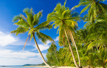 Serenity Shore Coconut Coast