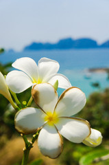 Idyllic Blossom Lagoon Serenity