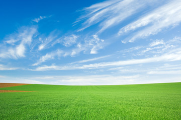 Green wheat field and blue sky with cirrus - obrazy, fototapety, plakaty