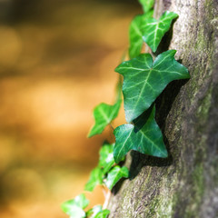 Beautiful green ivy climbing up the huge tree trunk