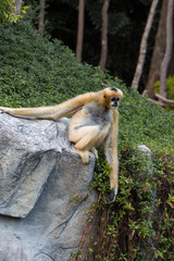 Little monkey on a stone