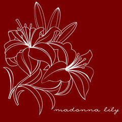 madonna lily