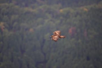 Fototapeta premium Golden eagle (Aquila chrysaetos) flying In Japan 