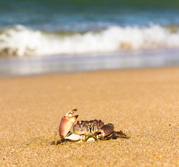 By the Sea Seafood Posing