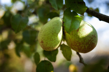 Green pears on the branch