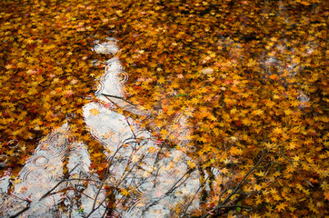 落ち葉の池と反射