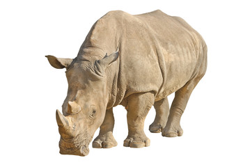 Obraz premium Rhino isolated on white with clipping path