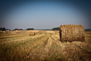 Fototapeta na wymiar sunset over wheat field, field after the harvest 