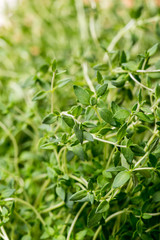 Thyme , Selective focus 