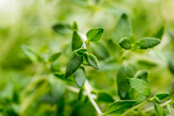 Thyme , Selective focus 