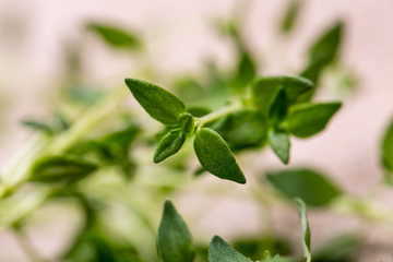 Thyme , Selective focus 