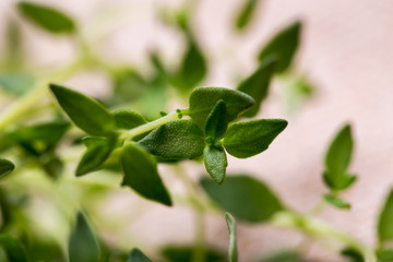 Thyme , Selective focus 