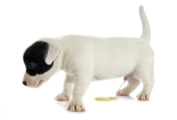 puppy jack russel terrier © cynoclub