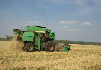 Obraz premium harvesting wheat
