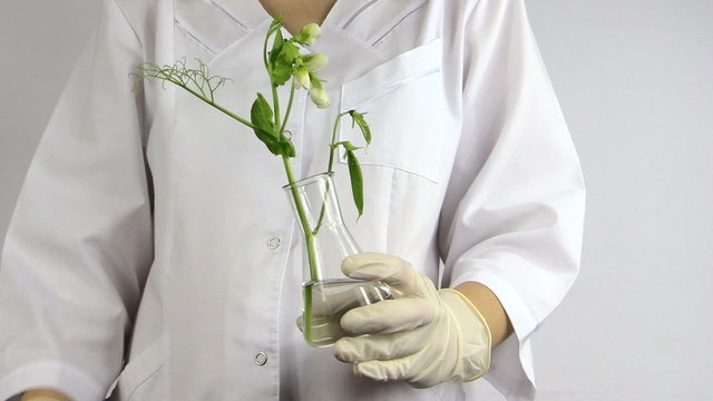 Test of genetically modified plants in laboratory