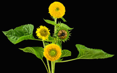 Arrangement of assorted sunflower varieties