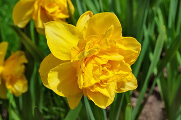 Obraz premium Yellow Narcissus Flower