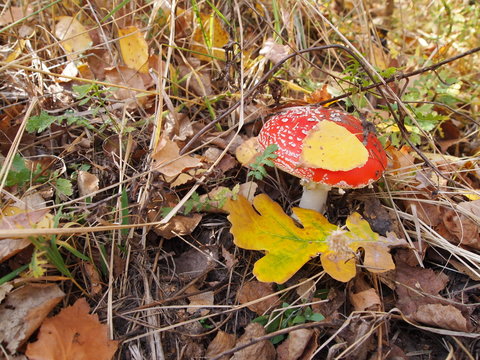 Amanita muscaria mushroom close-up