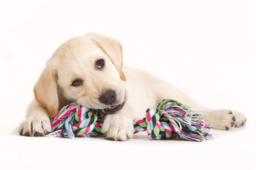 Labrador puppy biting in a coloured toy - obrazy, fototapety, plakaty