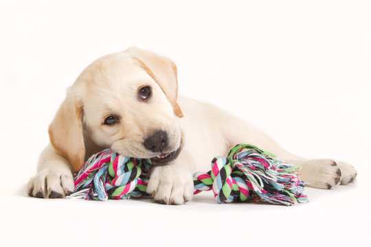 Labrador puppy biting in a coloured toy