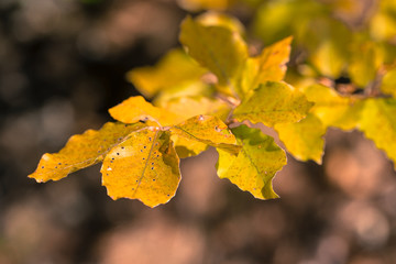 Autumn garden - Purple Heather (Calluna vulgaris) flowers close 