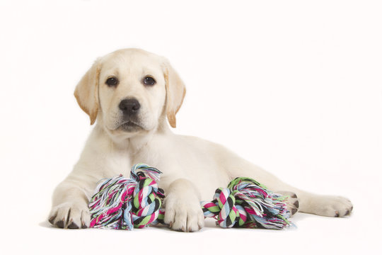 Labrador puppy with coloured toy