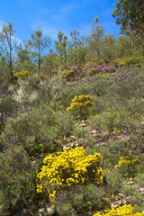 Obraz premium Serra da Estrela Unhais da Serra Portugal