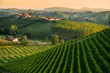 Tuinposter Heuvelachtig landschap met wijngaarden © vpardi