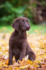 flat coated retriever puppy in autumn