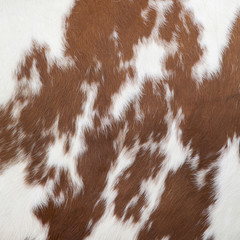 part of hide of red and white cow